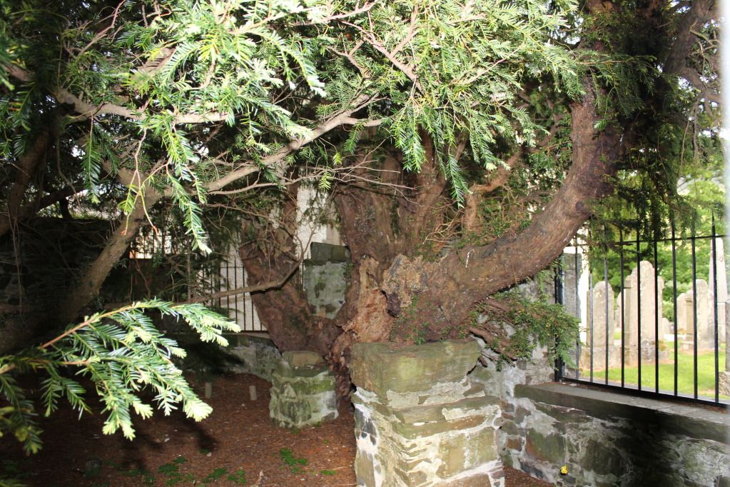 The Fortingall Yew