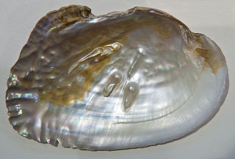 Mother of Pearl Inside of Oyster Shell