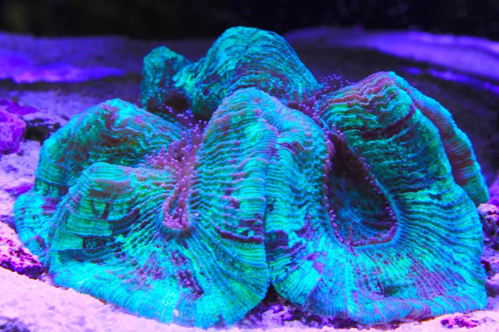 corals007-1.jpg