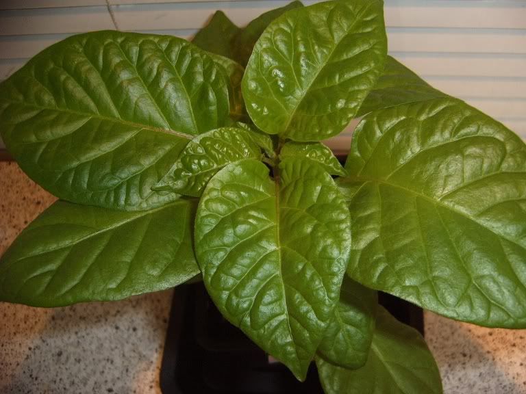 7Pot-Pimenta.jpg