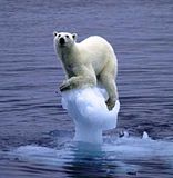 Kisah Sang Beruang Kutub Menghadapi Global Warming