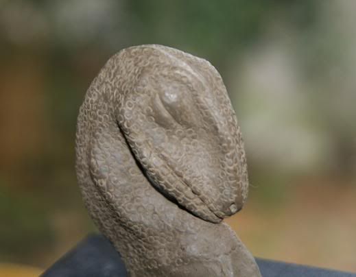 face1.jpg