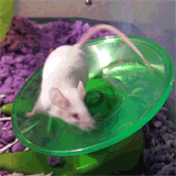 hatefuel_zpsd023e908.gif