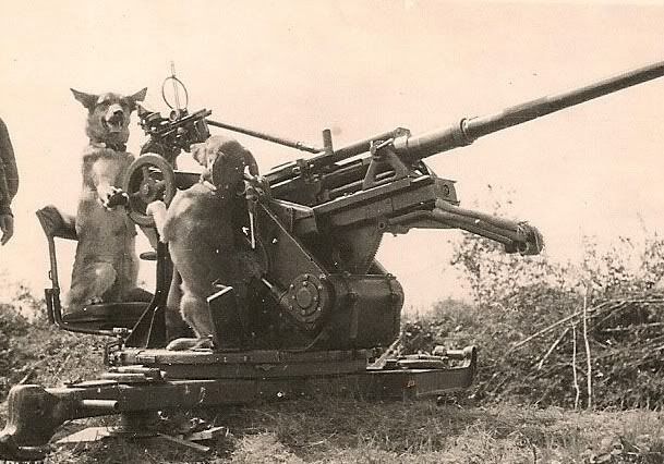 Curiosa fotografía preparada de 2 perros manejando un cañón antiaéreo