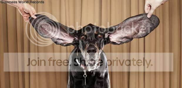 645624739dog.jpg