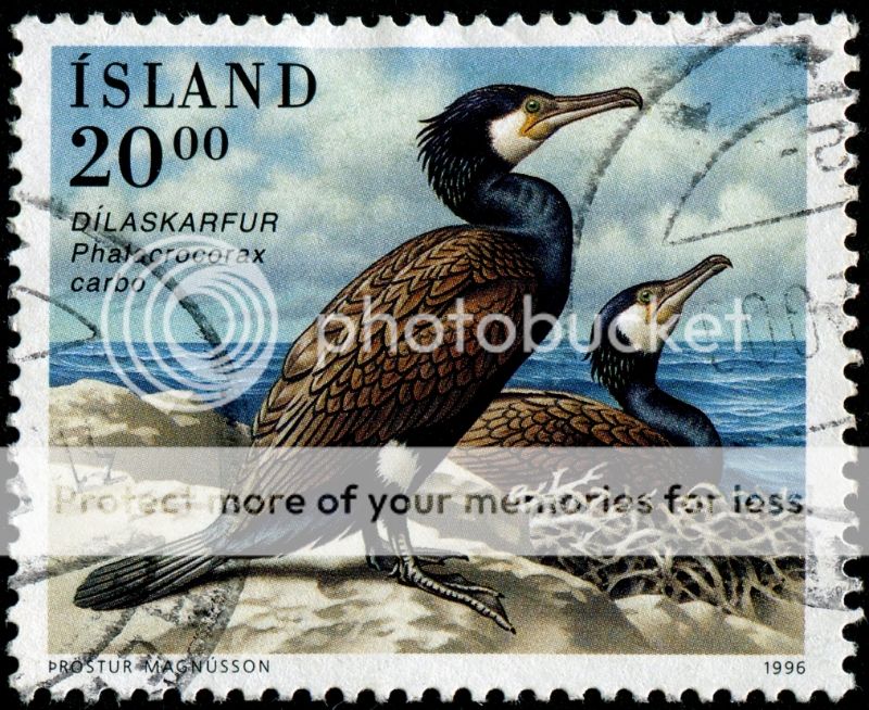 Iceland-814-Cormorant-2-7-96F875Litho-TMagnusson_zps4a5bff92.jpg Photo ...