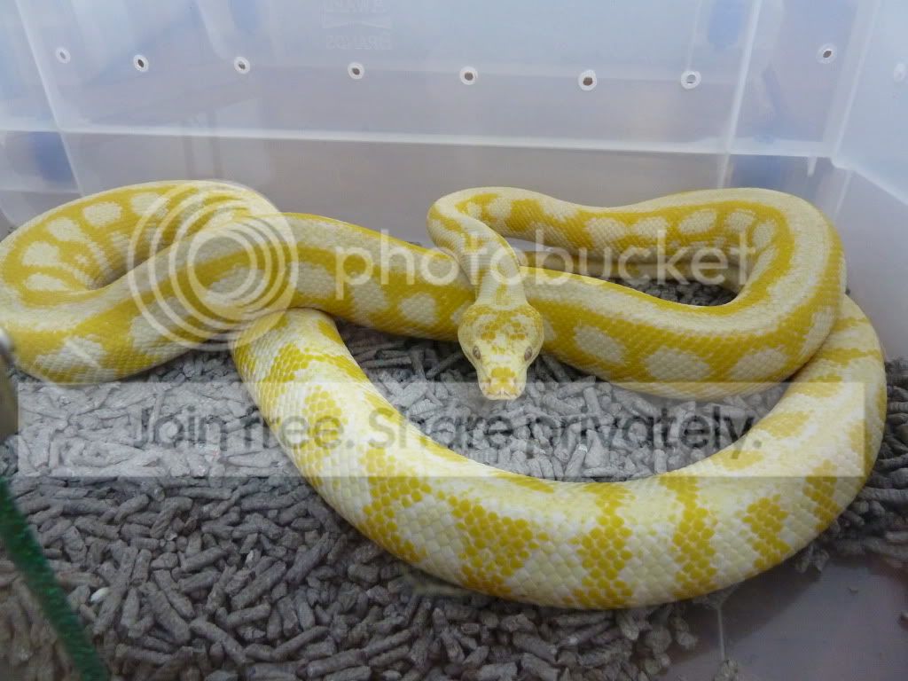 Pics | Aussie Pythons & Snakes Forum