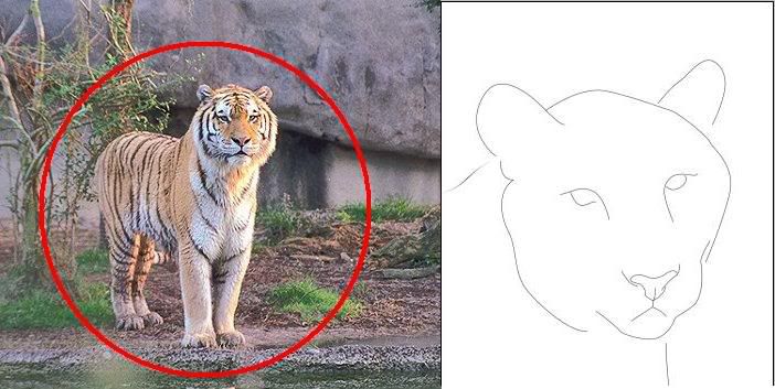 tiger4.jpg